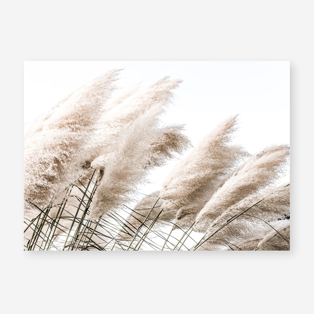 Shop Pampas Photo Art Print a coastal themed photography wall art print from The Print Emporium wall artwork collection - Buy Australian made fine art poster and framed prints for the home and your interior decor, TPE-851-AP