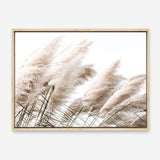 Shop Pampas Photo Canvas Print a coastal themed photography framed stretched canvas print from The Print Emporium wall artwork collection - Buy Australian made prints for the home and your interior decor space, TPE-851-CA-35X46-NF