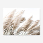 Shop Pampas Photo Canvas Print a coastal themed photography framed stretched canvas print from The Print Emporium wall artwork collection - Buy Australian made prints for the home and your interior decor space, TPE-851-CA-35X46-NF