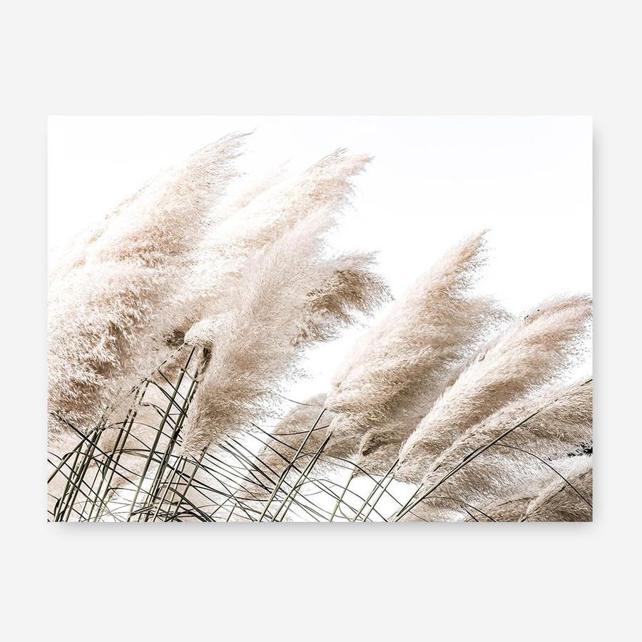 Shop Pampas Photo Canvas Print a coastal themed photography framed stretched canvas print from The Print Emporium wall artwork collection - Buy Australian made prints for the home and your interior decor space, TPE-851-CA-35X46-NF