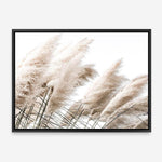 Shop Pampas Photo Canvas Print a coastal themed photography framed stretched canvas print from The Print Emporium wall artwork collection - Buy Australian made prints for the home and your interior decor space, TPE-851-CA-35X46-NF
