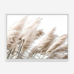 Shop Pampas Photo Canvas Print a coastal themed photography framed stretched canvas print from The Print Emporium wall artwork collection - Buy Australian made prints for the home and your interior decor space, TPE-851-CA-35X46-NF