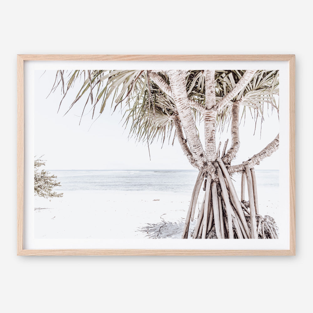Shop Pandanus Palm Tree Photo Art Print a coastal themed photography wall art print from The Print Emporium wall artwork collection - Buy Australian made fine art poster and framed prints for the home and your interior decor, TPE-1069-AP