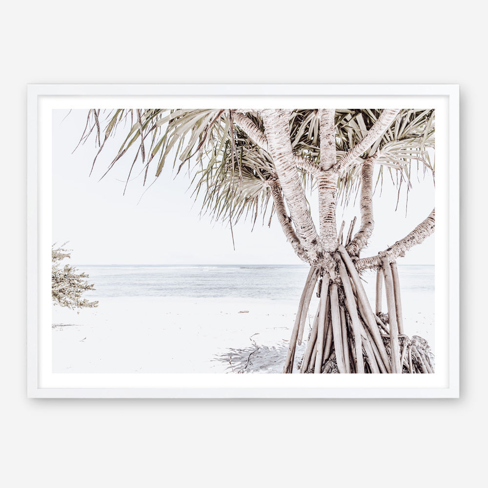 Shop Pandanus Palm Tree Photo Art Print a coastal themed photography wall art print from The Print Emporium wall artwork collection - Buy Australian made fine art poster and framed prints for the home and your interior decor, TPE-1069-AP