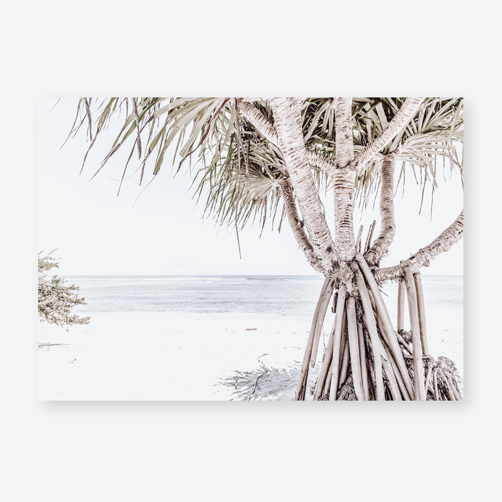 Shop Pandanus Palm Tree Photo Art Print a coastal themed photography wall art print from The Print Emporium wall artwork collection - Buy Australian made fine art poster and framed prints for the home and your interior decor, TPE-1069-AP