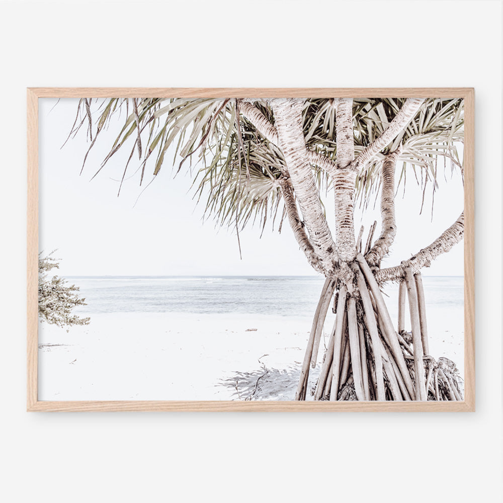 Shop Pandanus Palm Tree Photo Art Print a coastal themed photography wall art print from The Print Emporium wall artwork collection - Buy Australian made fine art poster and framed prints for the home and your interior decor, TPE-1069-AP