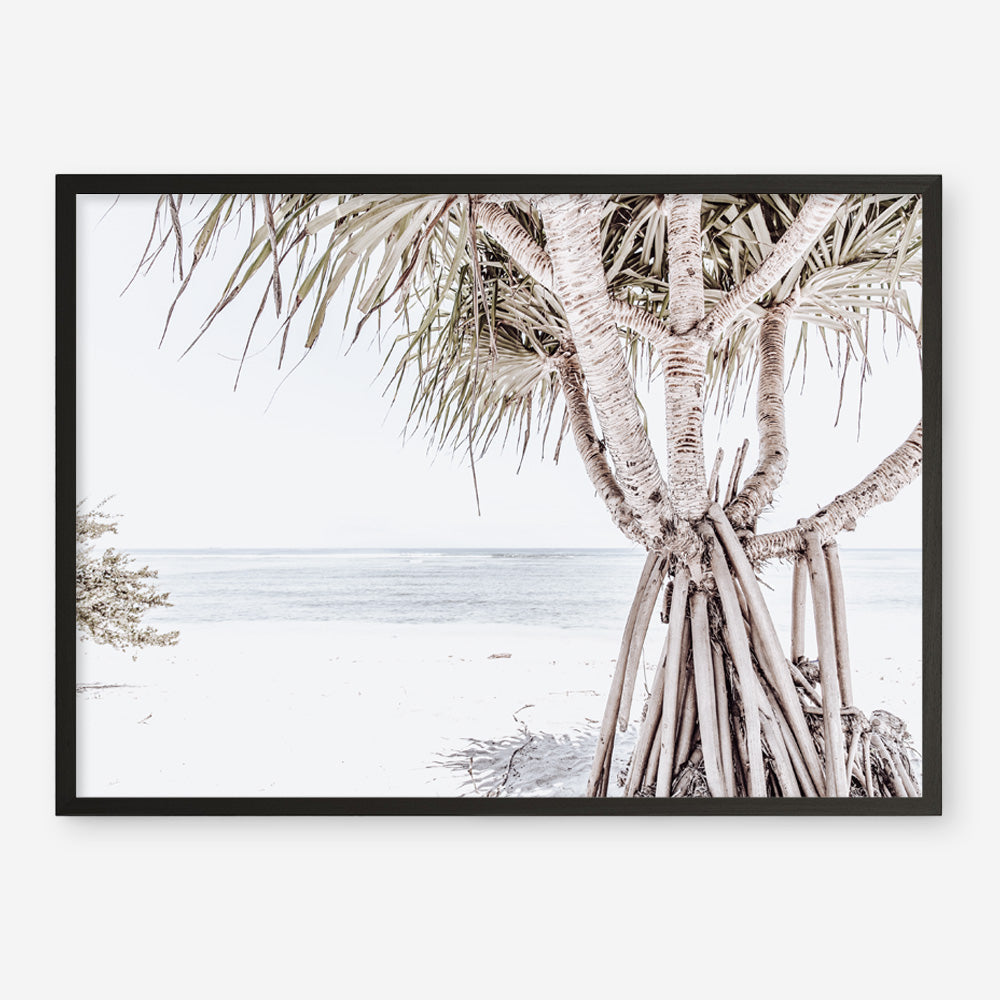 Shop Pandanus Palm Tree Photo Art Print a coastal themed photography wall art print from The Print Emporium wall artwork collection - Buy Australian made fine art poster and framed prints for the home and your interior decor, TPE-1069-AP
