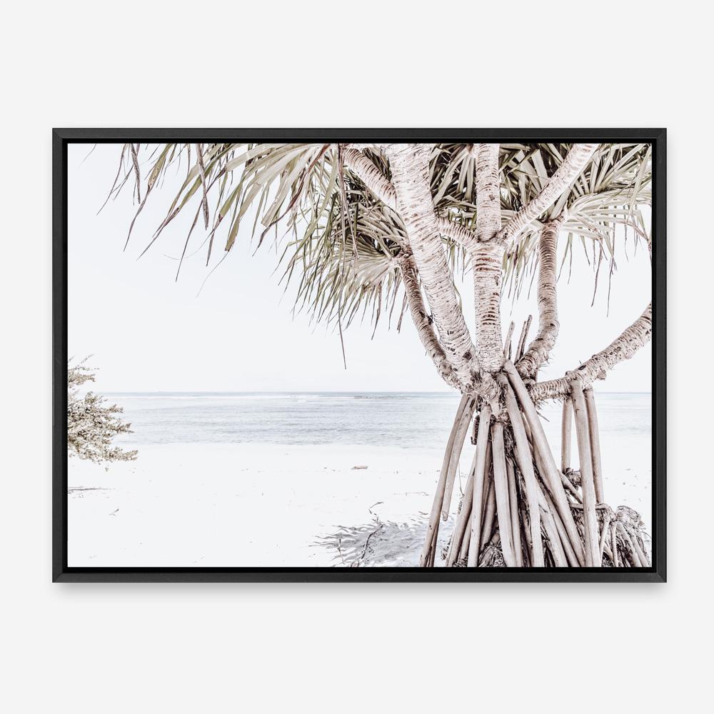 Shop Pandanus Palm Tree Photo Canvas Print a coastal themed photography framed stretched canvas print from The Print Emporium wall artwork collection - Buy Australian made prints for the home and your interior decor space