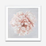 Shop Pastel Peony (Square) Art Print a floral themed painted wall art print from The Print Emporium wall artwork collection - Buy Australian made fine art painting style poster and framed prints for the home and your interior decor room, TPE-400-AP