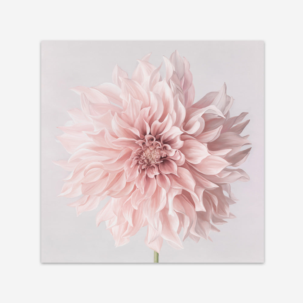 Shop Pastel Pink Dahlia Flower (Square) Art Print a floral themed painted wall art print from The Print Emporium wall artwork collection - Buy Australian made fine art painting style poster and framed prints for the home and your interior decor room, TPE-433-AP
