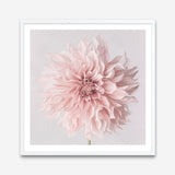 Shop Pastel Pink Dahlia Flower (Square) Art Print a floral themed painted wall art print from The Print Emporium wall artwork collection - Buy Australian made fine art painting style poster and framed prints for the home and your interior decor room, TPE-433-AP