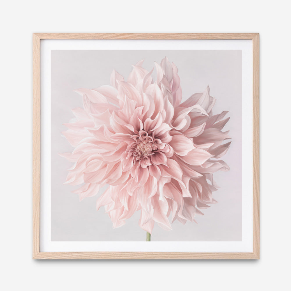 Shop Pastel Pink Dahlia Flower (Square) Art Print a floral themed painted wall art print from The Print Emporium wall artwork collection - Buy Australian made fine art painting style poster and framed prints for the home and your interior decor room, TPE-433-AP