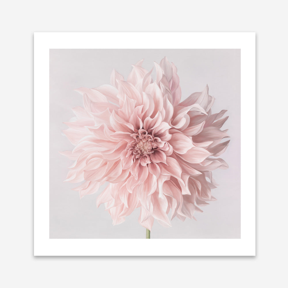 Shop Pastel Pink Dahlia Flower (Square) Art Print a floral themed painted wall art print from The Print Emporium wall artwork collection - Buy Australian made fine art painting style poster and framed prints for the home and your interior decor room, TPE-433-AP
