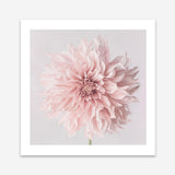 Shop Pastel Pink Dahlia Flower (Square) Art Print a floral themed painted wall art print from The Print Emporium wall artwork collection - Buy Australian made fine art painting style poster and framed prints for the home and your interior decor room, TPE-433-AP