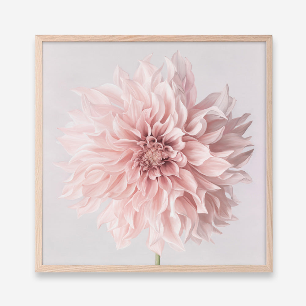 Shop Pastel Pink Dahlia Flower (Square) Art Print a floral themed painted wall art print from The Print Emporium wall artwork collection - Buy Australian made fine art painting style poster and framed prints for the home and your interior decor room, TPE-433-AP