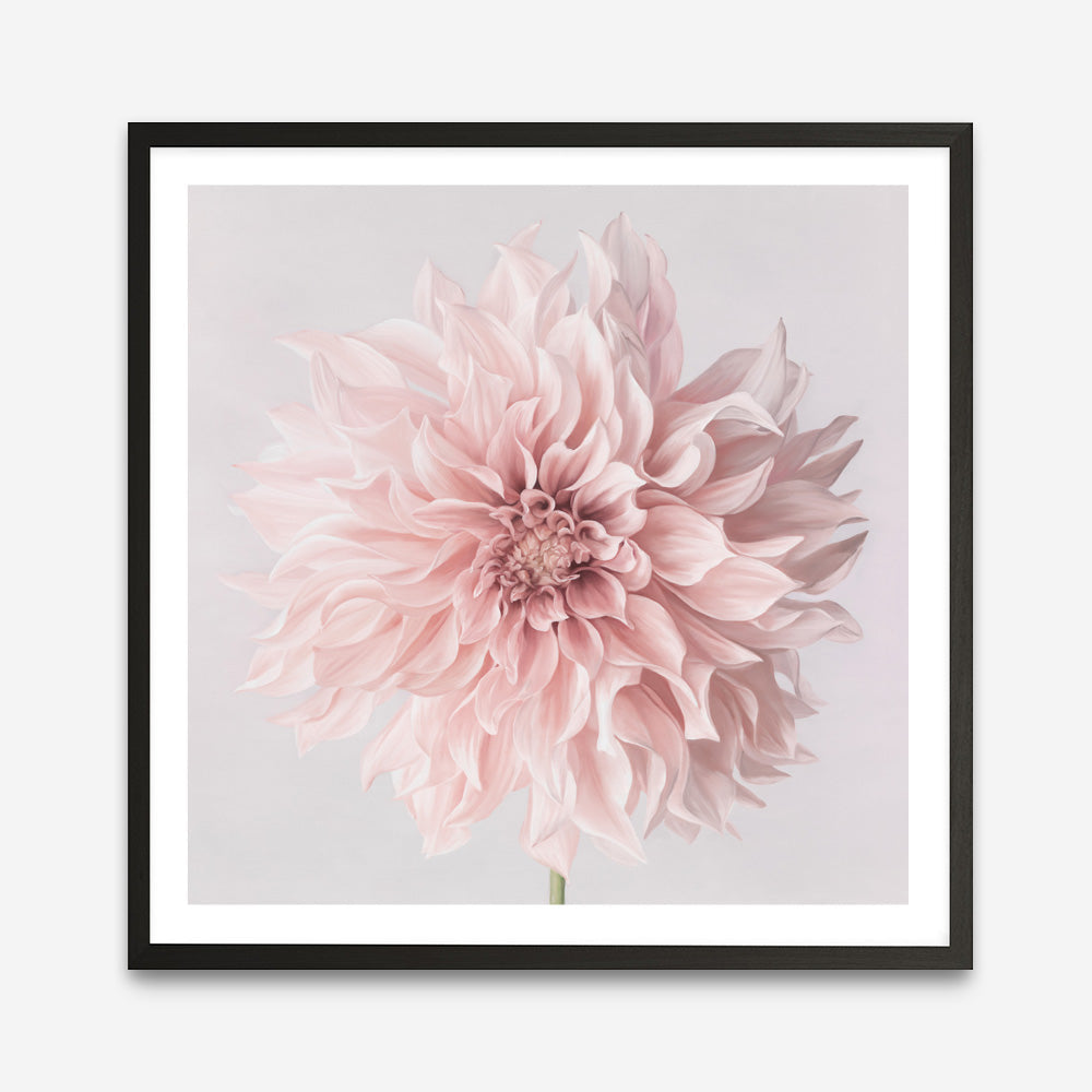 Shop Pastel Pink Dahlia Flower (Square) Art Print a floral themed painted wall art print from The Print Emporium wall artwork collection - Buy Australian made fine art painting style poster and framed prints for the home and your interior decor room, TPE-433-AP