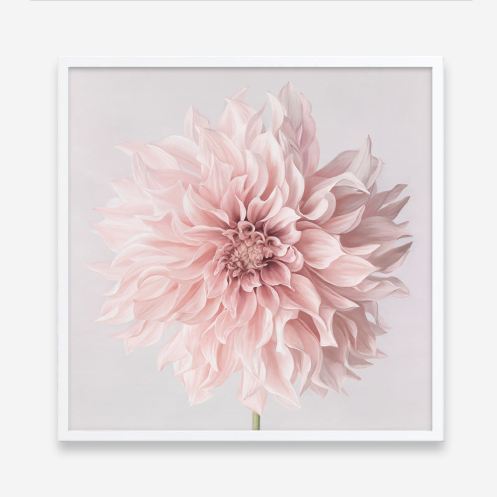 Shop Pastel Pink Dahlia Flower (Square) Art Print a floral themed painted wall art print from The Print Emporium wall artwork collection - Buy Australian made fine art painting style poster and framed prints for the home and your interior decor room, TPE-433-AP