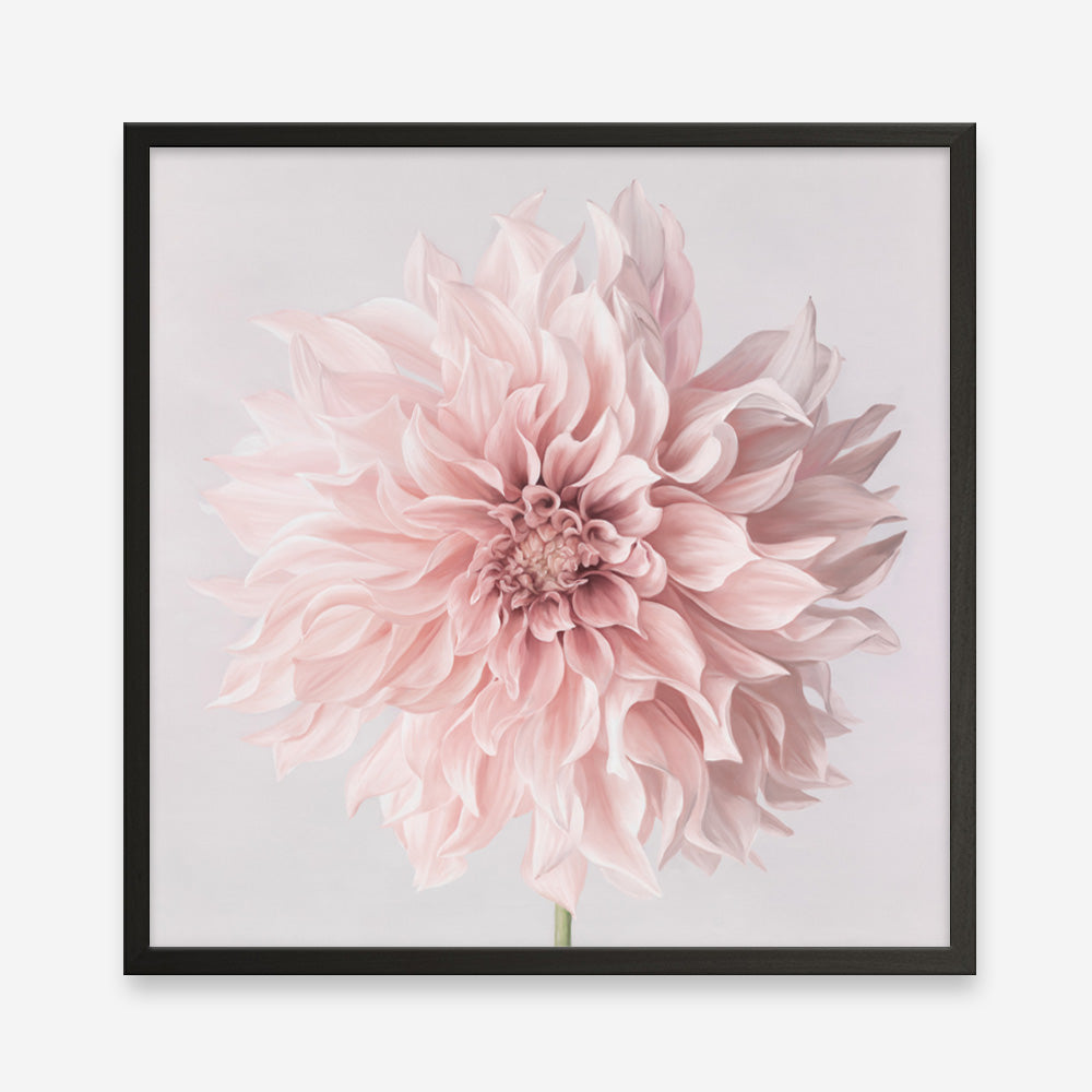 Shop Pastel Pink Dahlia Flower (Square) Art Print a floral themed painted wall art print from The Print Emporium wall artwork collection - Buy Australian made fine art painting style poster and framed prints for the home and your interior decor room, TPE-433-AP