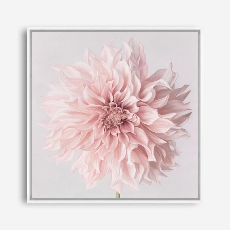 Shop Pastel Pink Dahlia Flower (Square) Canvas Print a floral themed painted framed canvas wall art print from The Print Emporium artwork collection - Buy Australian made fine art painting style stretched canvas prints for the home and your interior decor space, TPE-433-CA-40X40-NF