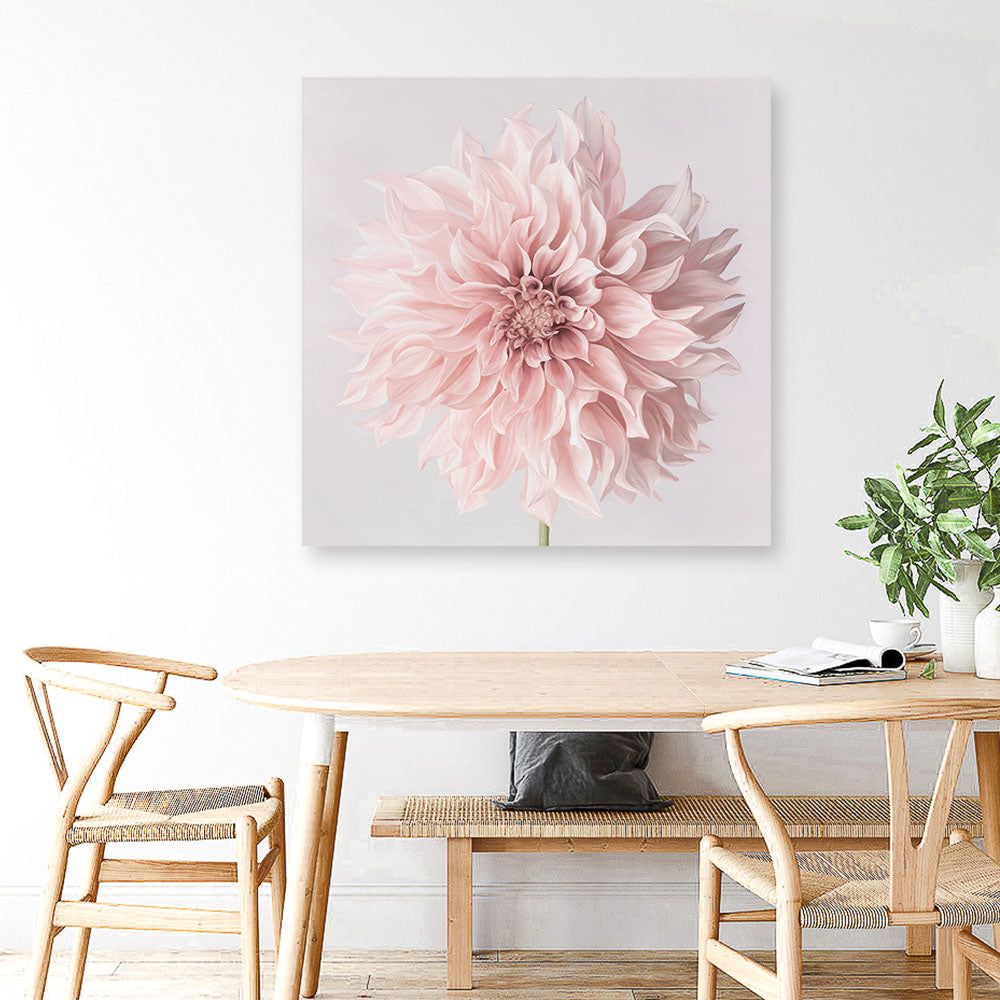 Shop Pastel Pink Dahlia Flower (Square) Canvas Print a floral themed painted framed canvas wall art print from The Print Emporium artwork collection - Buy Australian made fine art painting style stretched canvas prints for the home and your interior decor space, TPE-433-CA-40X40-NF