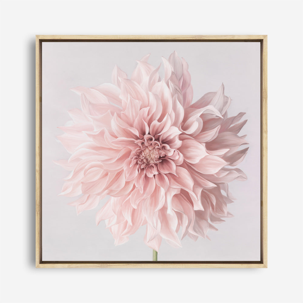Shop Pastel Pink Dahlia Flower (Square) Canvas Print a floral themed painted framed canvas wall art print from The Print Emporium artwork collection - Buy Australian made fine art painting style stretched canvas prints for the home and your interior decor space, TPE-433-CA-40X40-NF