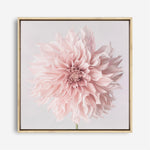 Shop Pastel Pink Dahlia Flower (Square) Canvas Print a floral themed painted framed canvas wall art print from The Print Emporium artwork collection - Buy Australian made fine art painting style stretched canvas prints for the home and your interior decor space, TPE-433-CA-40X40-NF