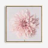 Shop Pastel Pink Dahlia Flower (Square) Canvas Print a floral themed painted framed canvas wall art print from The Print Emporium artwork collection - Buy Australian made fine art painting style stretched canvas prints for the home and your interior decor space, TPE-433-CA-40X40-NF
