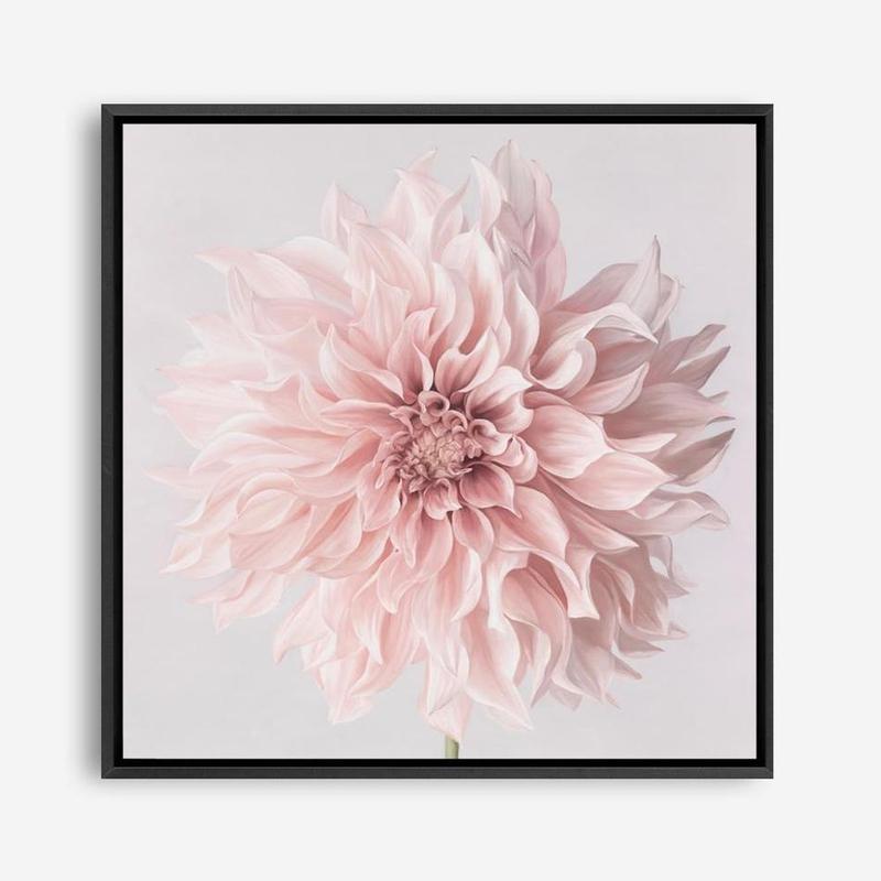 Shop Pastel Pink Dahlia Flower (Square) Canvas Print a floral themed painted framed canvas wall art print from The Print Emporium artwork collection - Buy Australian made fine art painting style stretched canvas prints for the home and your interior decor space, TPE-433-CA-40X40-NF