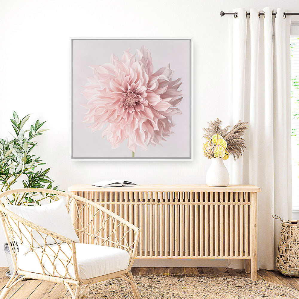 Shop Pastel Pink Dahlia Flower (Square) Canvas Print a floral themed painted framed canvas wall art print from The Print Emporium artwork collection - Buy Australian made fine art painting style stretched canvas prints for the home and your interior decor space, TPE-433-CA-40X40-NF