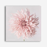 Shop Pastel Pink Dahlia Flower (Square) Canvas Print a floral themed painted framed canvas wall art print from The Print Emporium artwork collection - Buy Australian made fine art painting style stretched canvas prints for the home and your interior decor space, TPE-433-CA-40X40-NF