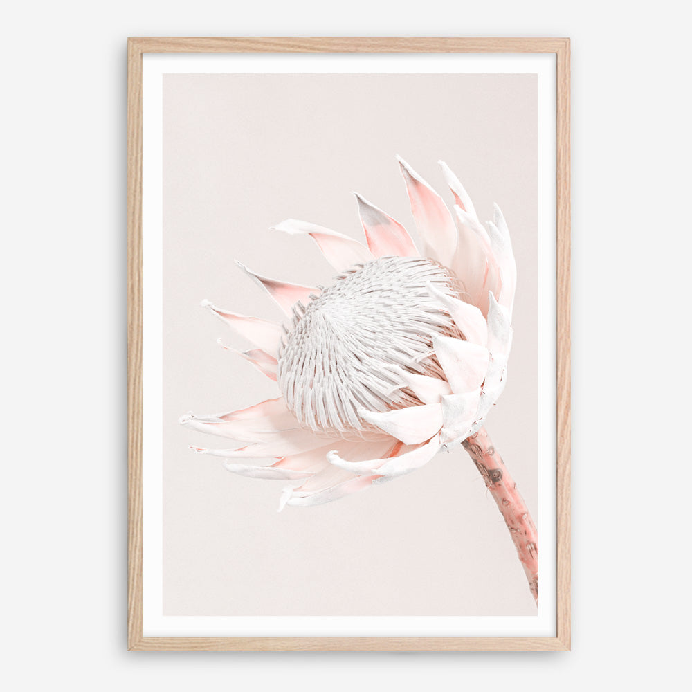 Shop Pastel Protea I Photo Art Print a floral themed photography wall art print from The Print Emporium wall artwork collection - Buy Australian made fine art poster and framed prints for the home and your interior decor room, TPE-598-AP