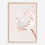 Shop Pastel Protea I Photo Art Print a floral themed photography wall art print from The Print Emporium wall artwork collection - Buy Australian made fine art poster and framed prints for the home and your interior decor room, TPE-598-AP