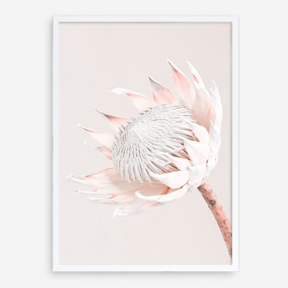 Shop Pastel Protea I Photo Art Print a floral themed photography wall art print from The Print Emporium wall artwork collection - Buy Australian made fine art poster and framed prints for the home and your interior decor room, TPE-598-AP