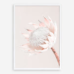 Shop Pastel Protea I Photo Art Print a floral themed photography wall art print from The Print Emporium wall artwork collection - Buy Australian made fine art poster and framed prints for the home and your interior decor room, TPE-598-AP