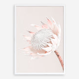 Shop Pastel Protea I Photo Art Print a floral themed photography wall art print from The Print Emporium wall artwork collection - Buy Australian made fine art poster and framed prints for the home and your interior decor room, TPE-598-AP