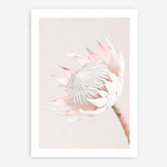 Shop Pastel Protea I Photo Art Print a floral themed photography wall art print from The Print Emporium wall artwork collection - Buy Australian made fine art poster and framed prints for the home and your interior decor room, TPE-598-AP