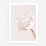 Shop Pastel Protea I Photo Art Print a floral themed photography wall art print from The Print Emporium wall artwork collection - Buy Australian made fine art poster and framed prints for the home and your interior decor room, TPE-598-AP