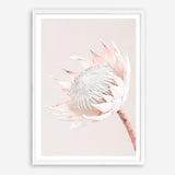 Shop Pastel Protea I Photo Art Print a floral themed photography wall art print from The Print Emporium wall artwork collection - Buy Australian made fine art poster and framed prints for the home and your interior decor room, TPE-598-AP