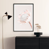 Shop Pastel Protea I Photo Art Print a floral themed photography wall art print from The Print Emporium wall artwork collection - Buy Australian made fine art poster and framed prints for the home and your interior decor room, TPE-598-AP