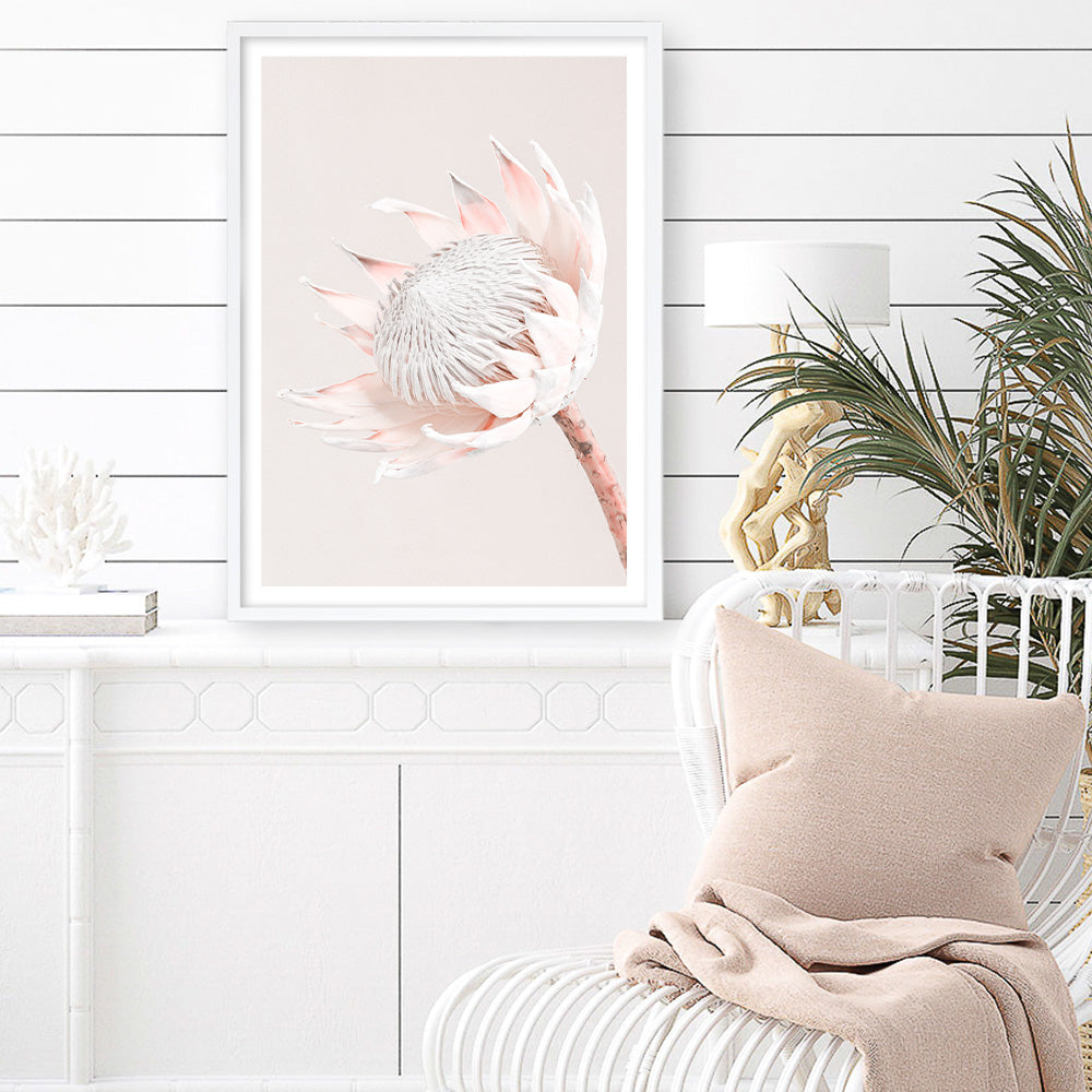 Shop Pastel Protea I Photo Art Print a floral themed photography wall art print from The Print Emporium wall artwork collection - Buy Australian made fine art poster and framed prints for the home and your interior decor room, TPE-598-AP