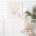 Shop Pastel Protea I Photo Art Print a floral themed photography wall art print from The Print Emporium wall artwork collection - Buy Australian made fine art poster and framed prints for the home and your interior decor room, TPE-598-AP