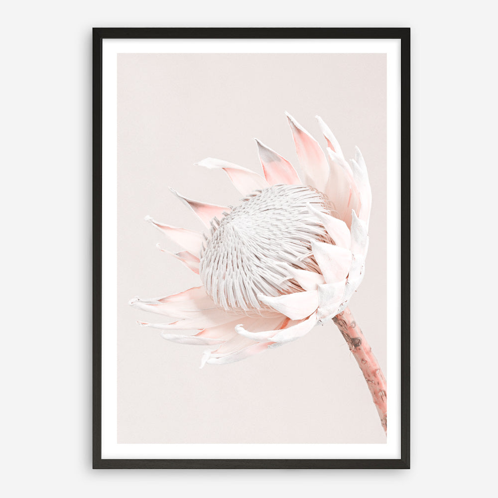 Shop Pastel Protea I Photo Art Print a floral themed photography wall art print from The Print Emporium wall artwork collection - Buy Australian made fine art poster and framed prints for the home and your interior decor room, TPE-598-AP