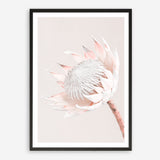 Shop Pastel Protea I Photo Art Print a floral themed photography wall art print from The Print Emporium wall artwork collection - Buy Australian made fine art poster and framed prints for the home and your interior decor room, TPE-598-AP