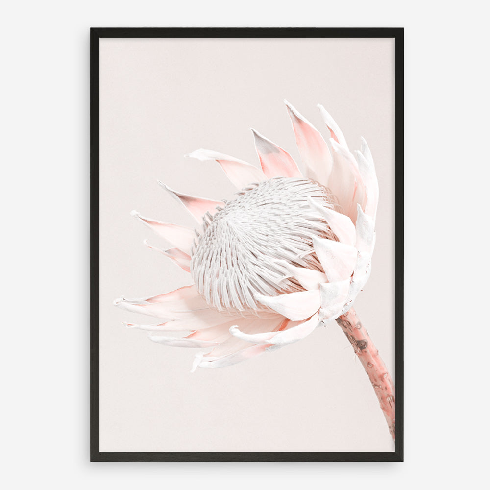 Shop Pastel Protea I Photo Art Print a floral themed photography wall art print from The Print Emporium wall artwork collection - Buy Australian made fine art poster and framed prints for the home and your interior decor room, TPE-598-AP