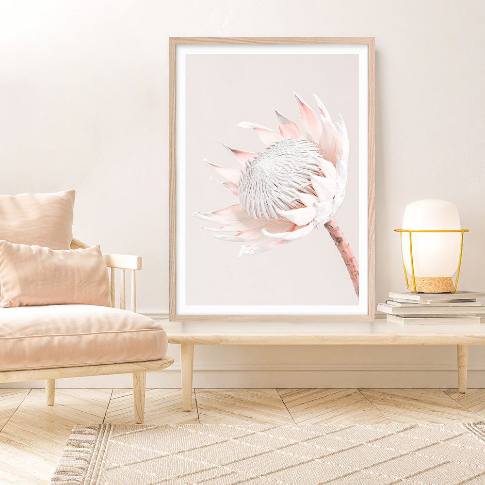 Shop Pastel Protea I Photo Art Print a floral themed photography wall art print from The Print Emporium wall artwork collection - Buy Australian made fine art poster and framed prints for the home and your interior decor room, TPE-598-AP