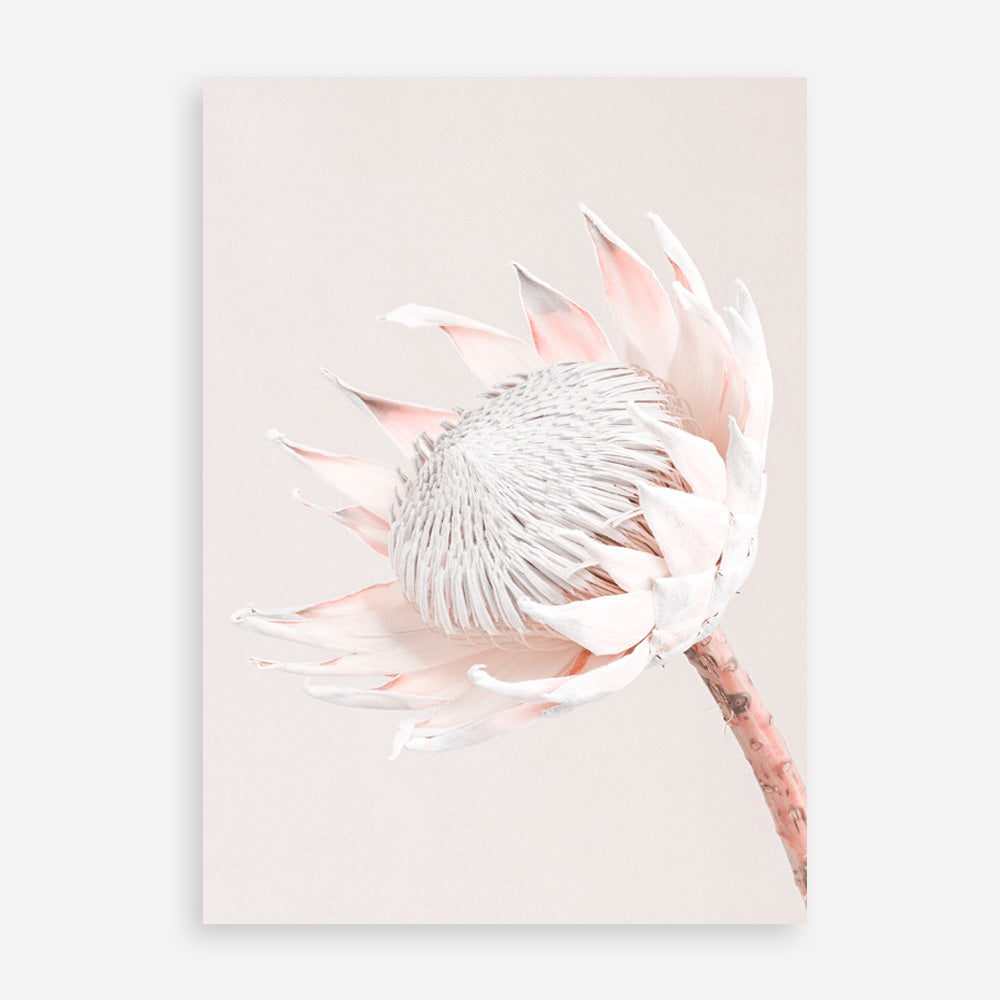 Shop Pastel Protea I Photo Art Print a floral themed photography wall art print from The Print Emporium wall artwork collection - Buy Australian made fine art poster and framed prints for the home and your interior decor room, TPE-598-AP