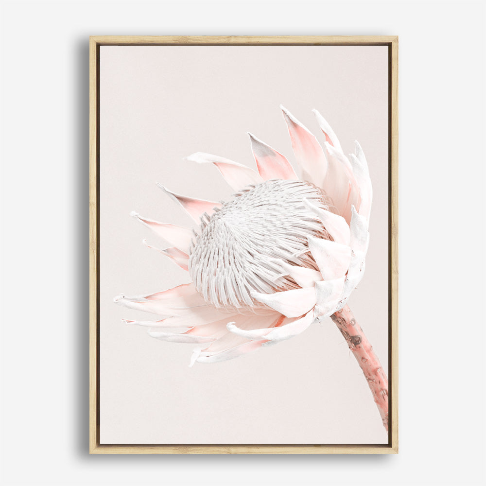 Shop Pastel Protea I Photo Canvas Print a floral themed photography framed stretched canvas print from The Print Emporium wall artwork collection - Buy Australian made prints for the home and your interior decor space, TPE-598-CA-35X46-NF