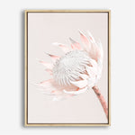 Shop Pastel Protea I Photo Canvas Print a floral themed photography framed stretched canvas print from The Print Emporium wall artwork collection - Buy Australian made prints for the home and your interior decor space, TPE-598-CA-35X46-NF