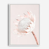 Shop Pastel Protea I Photo Canvas Print a floral themed photography framed stretched canvas print from The Print Emporium wall artwork collection - Buy Australian made prints for the home and your interior decor space, TPE-598-CA-35X46-NF