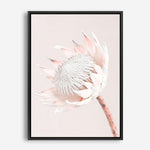 Shop Pastel Protea I Photo Canvas Print a floral themed photography framed stretched canvas print from The Print Emporium wall artwork collection - Buy Australian made prints for the home and your interior decor space, TPE-598-CA-35X46-NF
